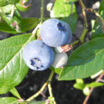 Blueberry variety Patriot