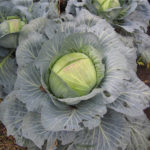 Cabbage variety Creumont (F1)