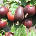 Prune pelbagai Gooseberry