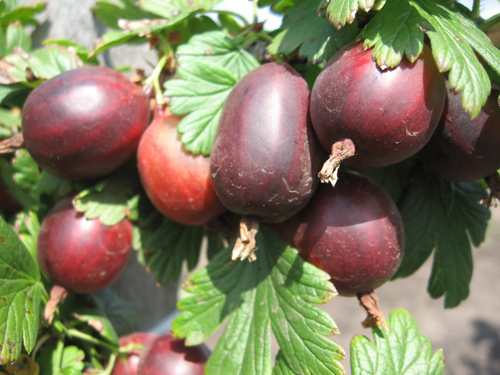 Ποικιλία φραγκοστάφυλου Prune