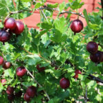 Gooseberry variety Date