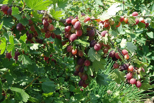 Gooseberry variety Grushenka