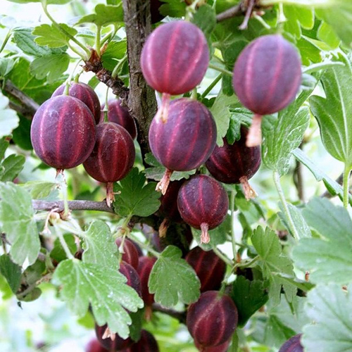 Gooseberry variety Consul (Senator)