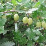 Gooseberry variety Honey