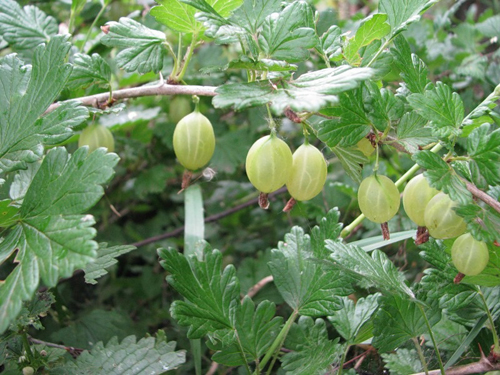 Gooseberry variety Honey