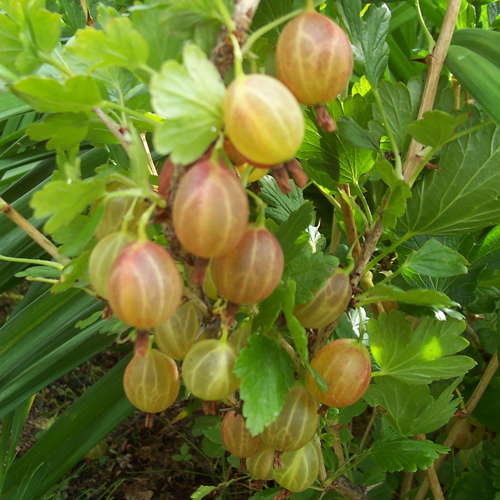 Pelbagai jenis Gooseberry Rodnik