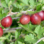 Gooseberry variety Russian