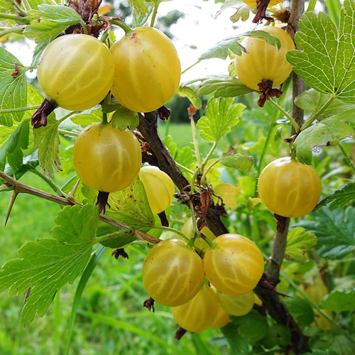 Amber pelbagai Gooseberry