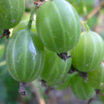 Gooseberry variety Ural emerald