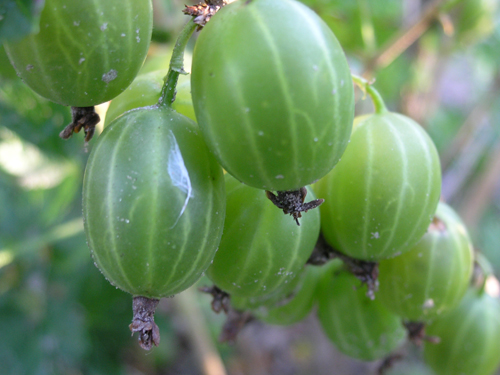 Uro zamrud pelbagai jenis Gooseberry