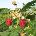 Raspberry variety Gusar