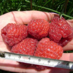 Raspberry pelbagai Tarusa