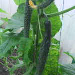 Cucumber variety Chinese snake (F1)