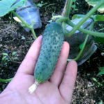 Cucumber variety Mels (F1)