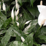 Spathiphyllum Domino variety