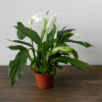 Spathiphyllum-sorten Chopin (Chopin)