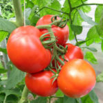 Tomatsort Azhur (F1)