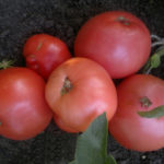 Tomato variety Wild rose