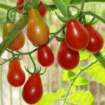 Pelbagai tomato