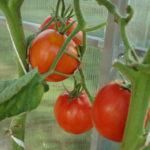 Varieti tomato Cosmonaut Volkov