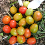 Tomato variety Red Riding Hood