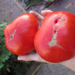 Tomato variety Bear's paw