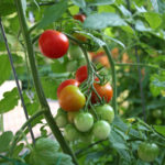 Tomato variety Olya (F1)