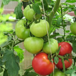 Pelbagai tomato Pink Paradise (F1)