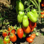 Tomato variety Raketa