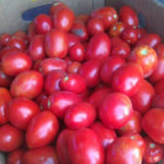 Rio grande tomato variety