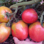 Tomato variety Pink flamingo