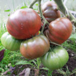 Tomato variety Chocolate