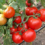 Pelbagai tomato Sunrise (F1)