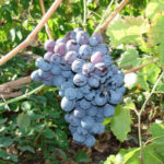 Alpha grape variety