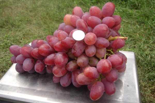 Grape variety Anyuta