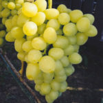 Arcadia grape variety