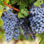 Cabernet Sauvignon grape variety