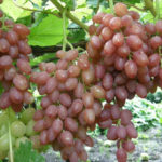 Grape variety Kishmish radiant