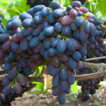 Grape variety Codryanka