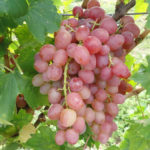 Libya grape variety