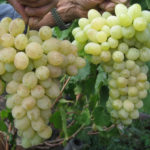 Laura grape variety (Flora)