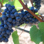 Pinot noir grape variety