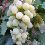 Grape variety Gift to Zaporozhye