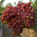 Grape variety Transfiguration