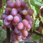 Rizamat grape variety