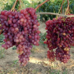 Veles grape variety