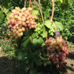 Grape variety Victor