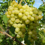 Grape variety Delight