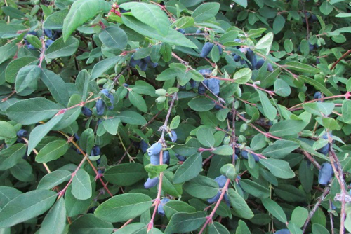 Honeysuckle variety Bazhovskaya