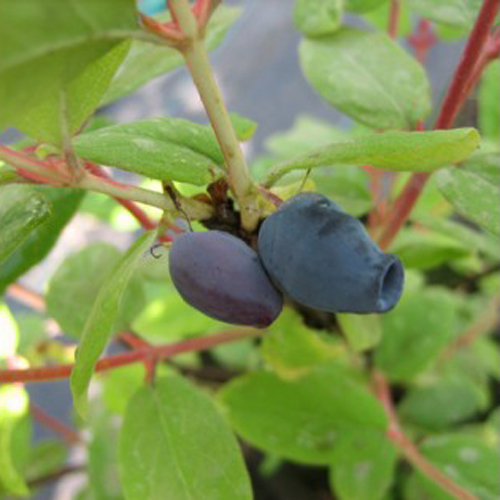 Honeysuckle variety Sorceress